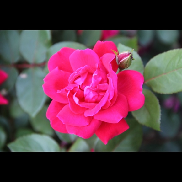 Meet your Posher, Melissa - Picture 1 of 1